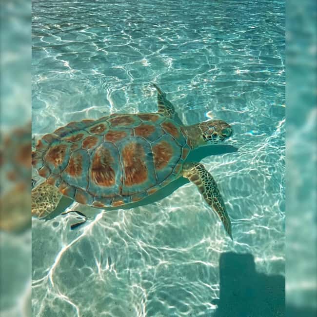 Nassau: Rose 3-Island Tour with Snorkeling and Lunch - Who should book this Rose Island tour?