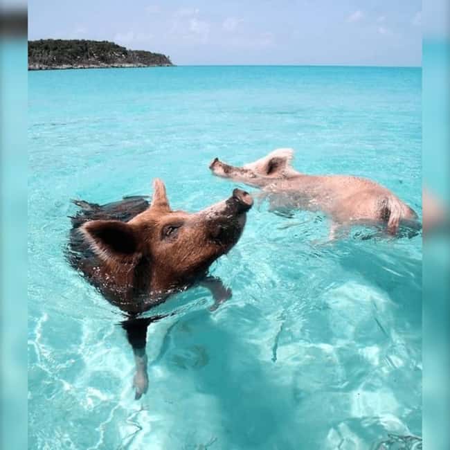 Nassau: Rose 3-Island Tour with Snorkeling and Lunch - A fast boat route from Nassau to three island stops