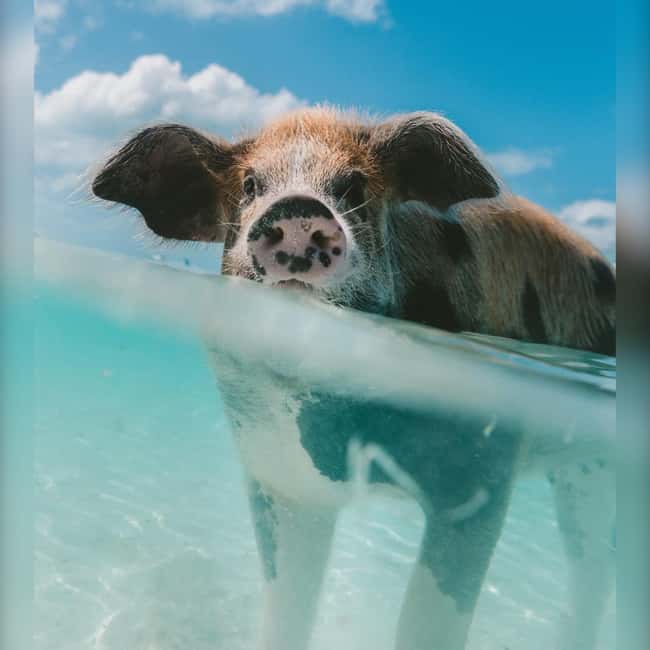 Nassau: Rose 3-Island Tour with Snorkeling and Lunch - Green Cay brings the best snorkeling
