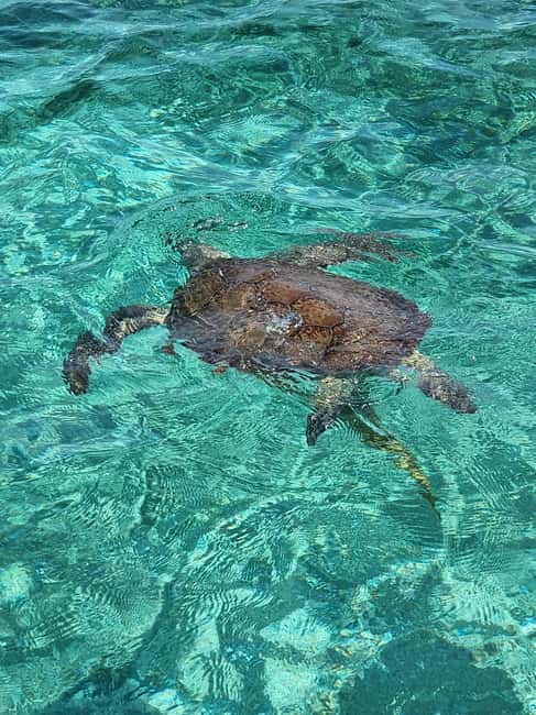 Nassau: Rose Island Swimming Pigs & Turtles Snorkeling Tour - Key points to know before you book