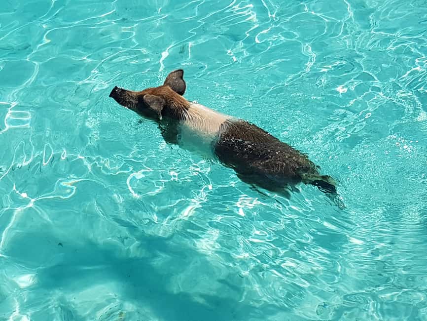 Nassau: Rose Island Swimming Pigs & Turtles Snorkeling Tour - Starting from Paradise Island with Secret Cays