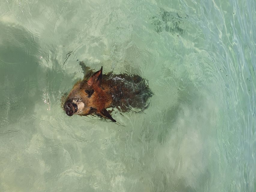 Nassau: Rose Island Swimming Pigs & Turtles Snorkeling Tour - Swimming pigs on Rose Island