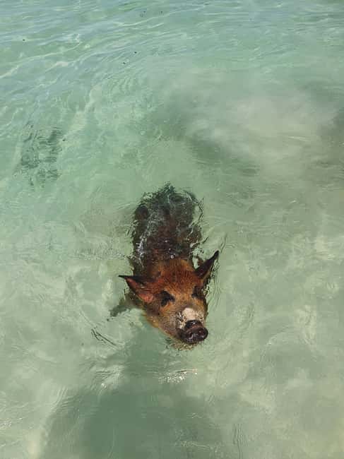 Nassau: Rose Island Swimming Pigs & Turtles Snorkeling Tour - What is included, and what you still need