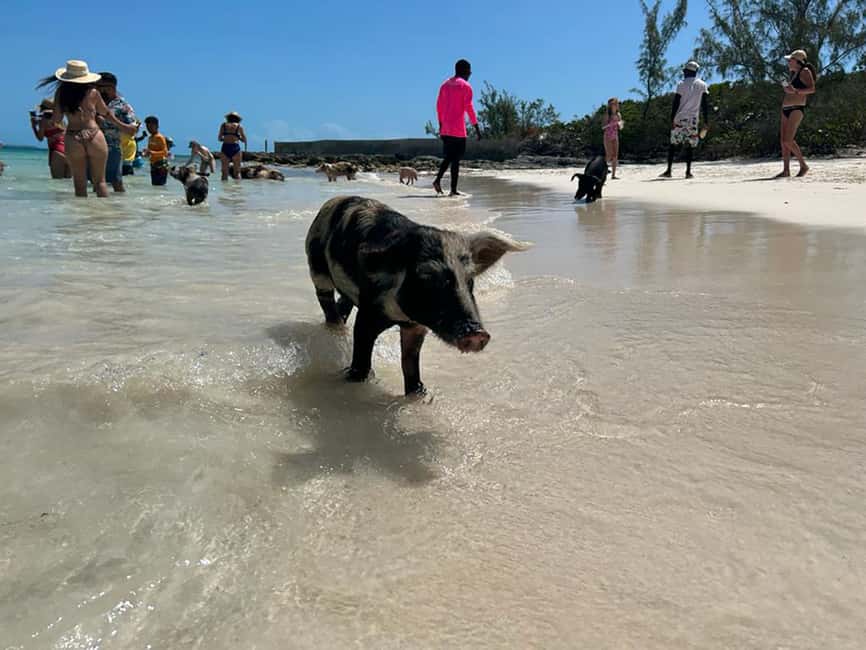 Nassau: Snorkeling, Pig Beach, Swim with Turtles, and Lunch - Finding Montagu Beach Before Departure