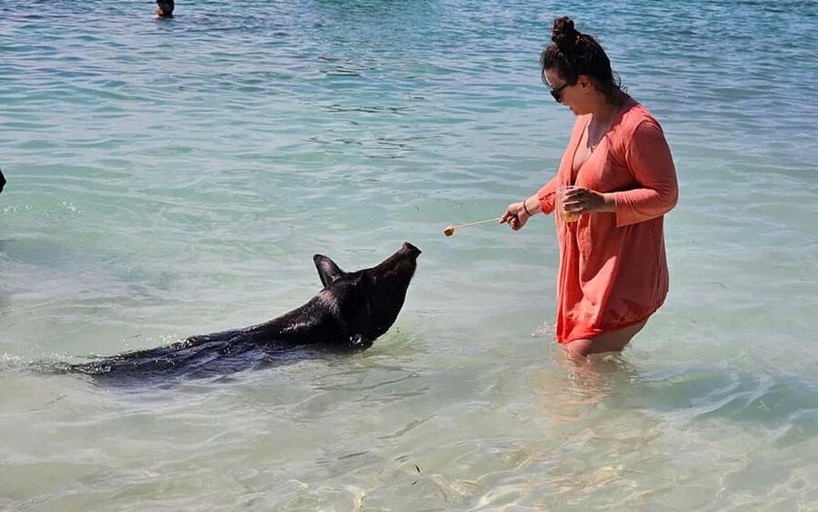 Nassau: Snorkeling, Pig Beach, Swim with Turtles, and Lunch - Rose Island and the Pig Beach Visit