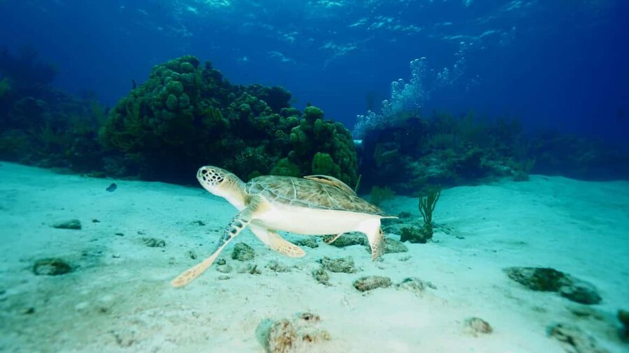 Nassau: Snorkeling, Pig Beach, Swim with Turtles, and Lunch - What the Catamaran Feels Like Underway