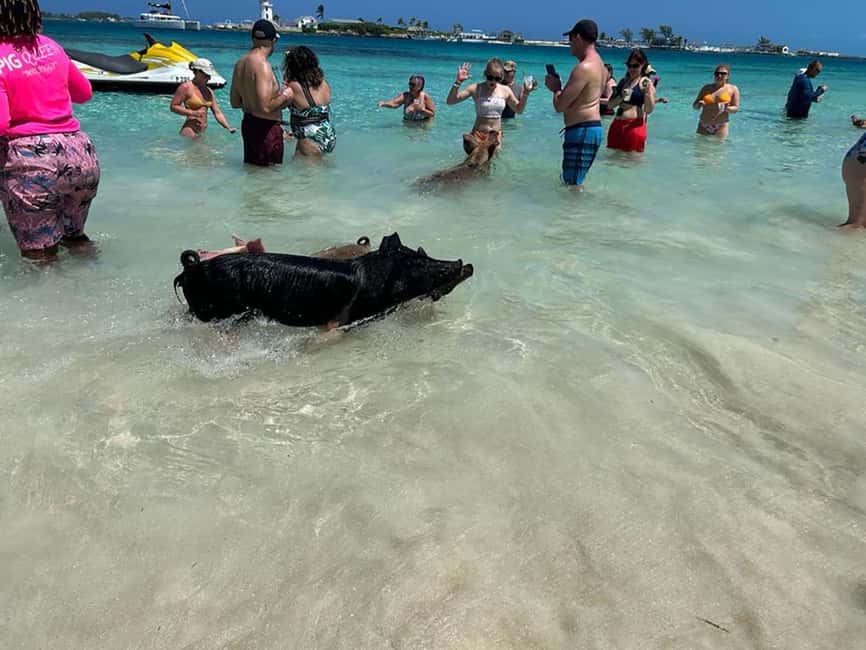 Nassau: Snorkeling, Pig Beach, Swim with Turtles, and Lunch - Who Should Book This Excursion?