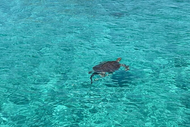 Nassau: Swimming Pigs And Snorkel With Turtles - Quick take on the Nassau pig and turtle tour
