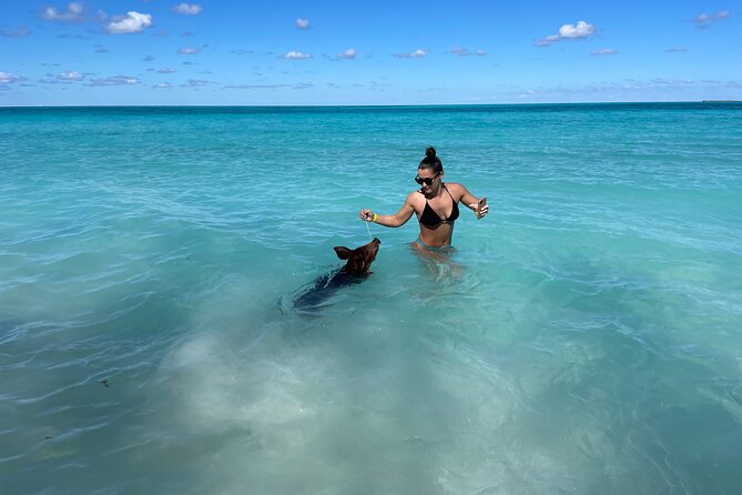 Nassau: Swimming Pigs And Snorkel With Turtles - What the $140 price covers