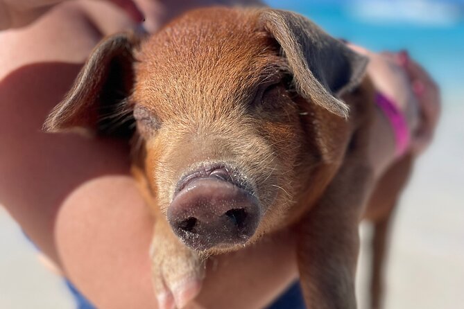 Nassau: Swimming Pigs And Snorkel With Turtles - The boat ride between New Providence and Rose Island