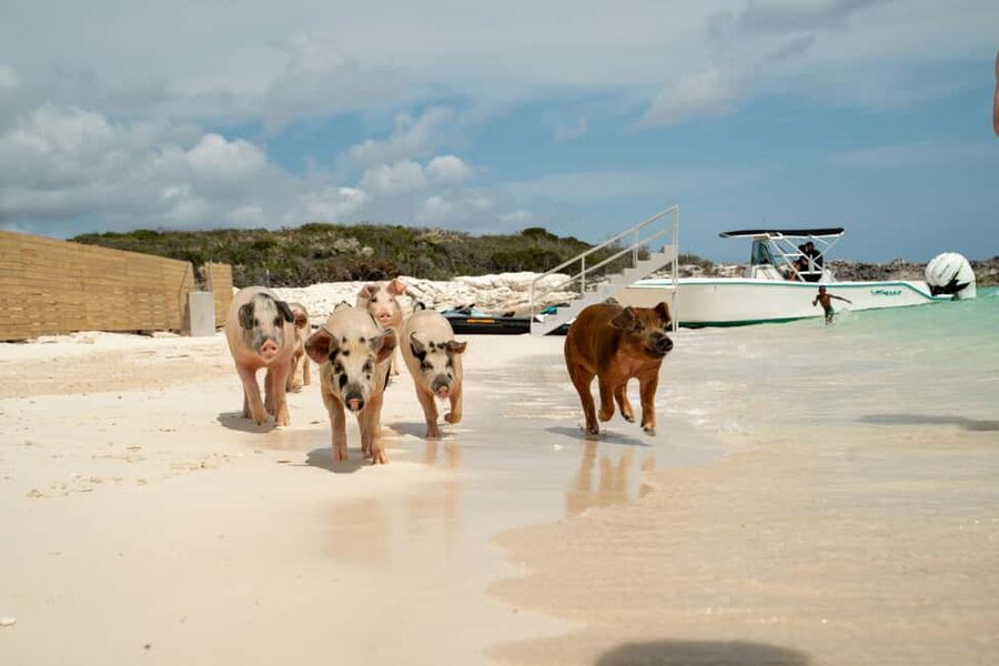 Nassau: Swimming Pigs, Snorkeling, Lunch, & Beach Boat Tour - Lunch, rum punch, and the value of the package