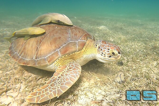 National Park Snorkeling Excursion - Why this trip reaches St. John’s best snorkel water