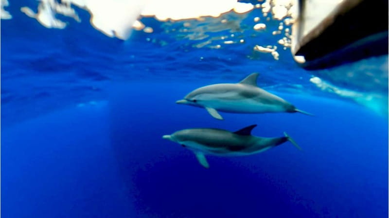 Naxos: Taormina Boat Tour with Snorkeling and Prosecco - Dolphins, sunset, and the return ride