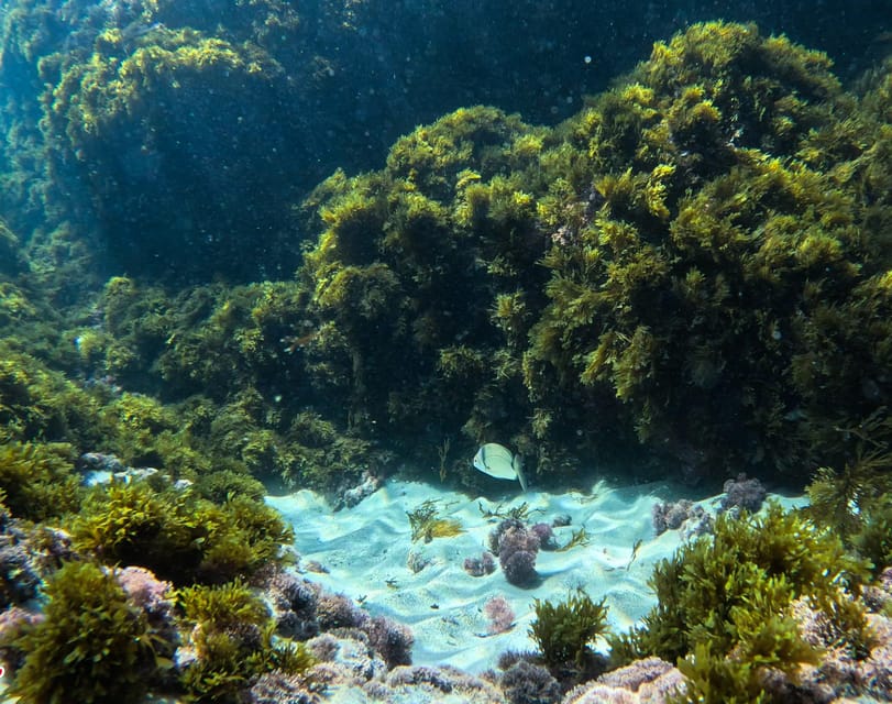 Nerja-Maro: Snorkeling & Sea Scooter Speedboat Trip - GoPro photos and videos