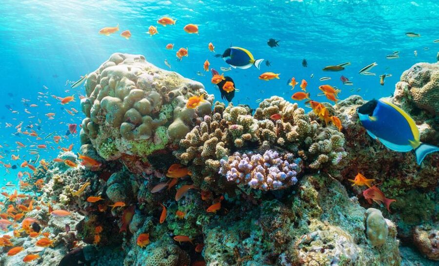 Nha Trang Half Day Snorkeling Trip - What to pack for the boat and reef stops