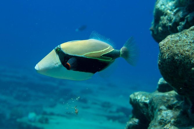 Ni'ihau and Na Pali Coast Snorkel Boat Tour - What snorkeling is really like