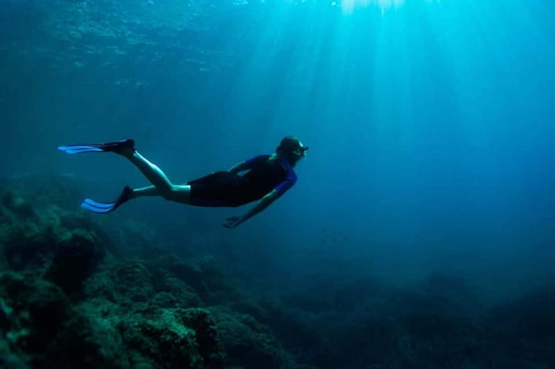 Nice: Snorkeling Speedboat Tour in Villefranche Bay - What You Might See Underwater