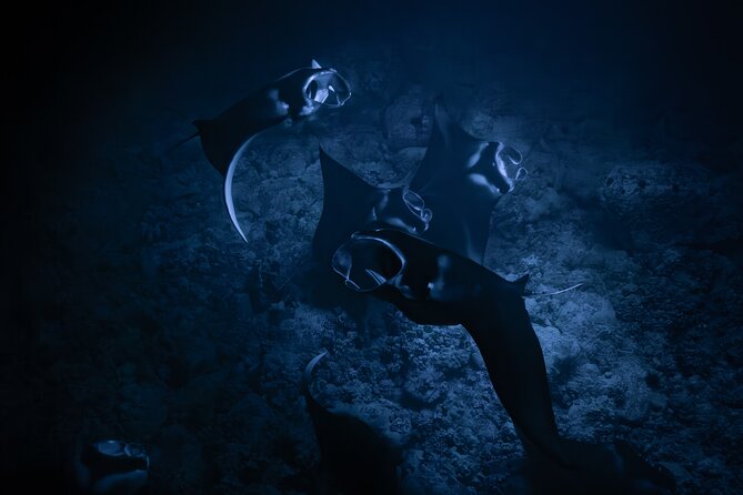 Night Manta Ray Snorkel - Key Points About the Kona Manta Snorkel