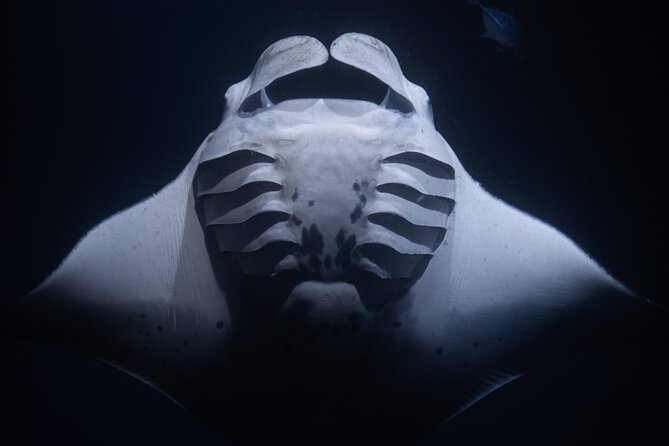 Night Manta Ray Snorkel - Why the Manta Rays Make This Kona Trip Special