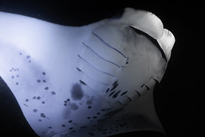 Night Manta Ray Snorkel - What Is Included, and What You Need to Pack