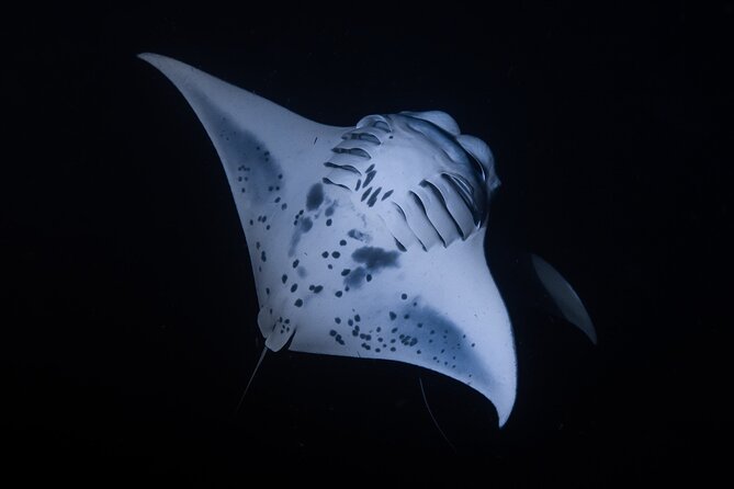 Night Manta Ray Snorkel - Is the $150 Price Fair?