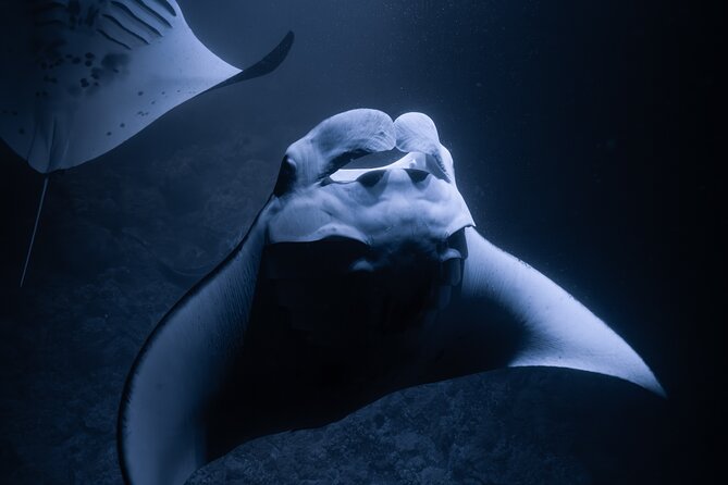 Night Manta Ray Snorkel - What Happens Once You Enter the Water