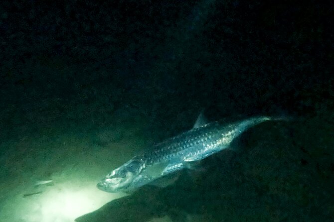 Night Snorkeling Adventure - Key points to know before you book