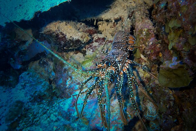 Night Snorkeling Adventure - Why Bonaire at night feels completely different