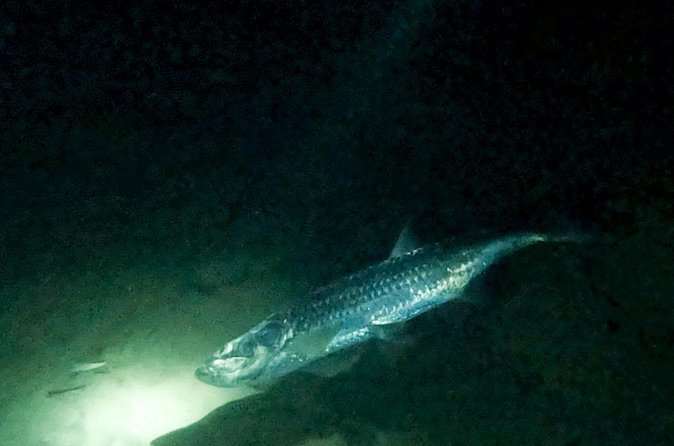 Night Snorkeling Adventure - The tarpon encounter, and why it is not guaranteed