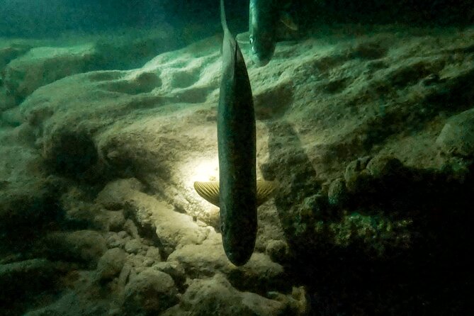 Night Snorkeling Adventure - What the other marine life adds