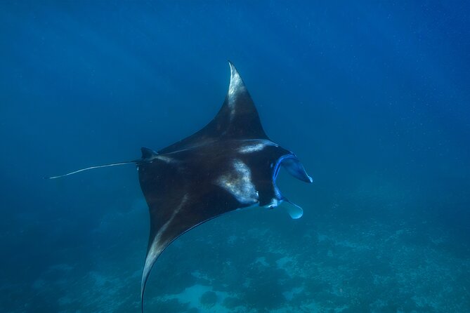 Nusa Penida day trip: boat, 4 snorkeling, Manta rays & Land tour - Wall Bay is a calmer coral stop