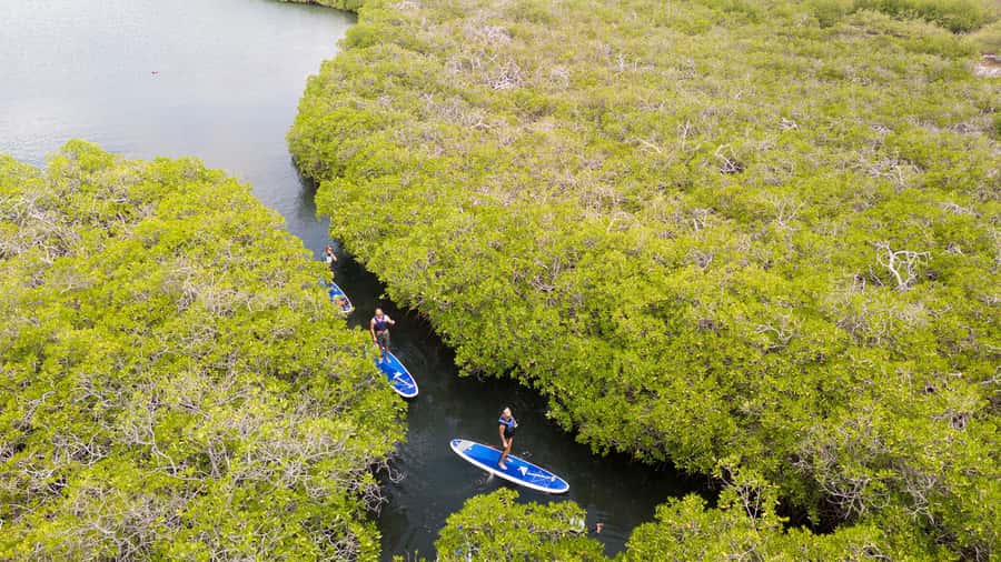 Nusa Penida: Snorkel 3 Spots w/ GoPro & Mangrove Paddle Tour - The mangrove paddle after the sea