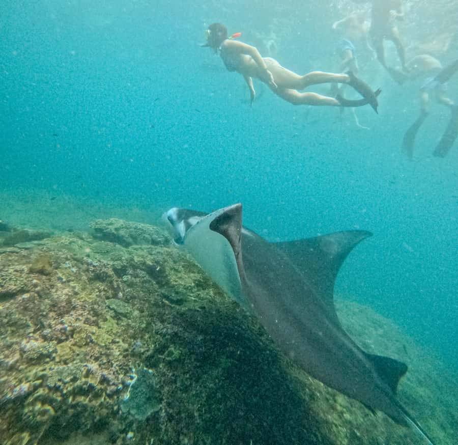 Nusa Penida: Snorkel 3 Spots w/ GoPro & Mangrove Paddle Tour - Should you book the Nusa Penida snorkeling and mangrove tour?