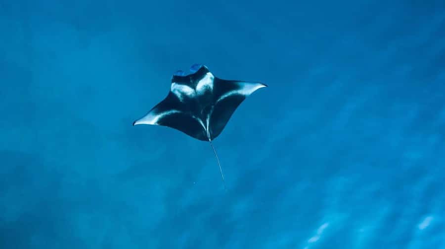 Nusa Penida: Snorkeling 3 Spots with GoPro & Kayak Mangroves - Manta Bay and the limits of wildlife watching