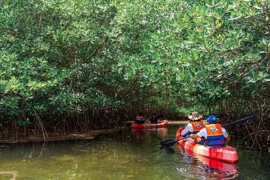 Nusa Penida: Snorkeling 3 Spots with GoPro & Kayak Mangroves - Crystal Bay, Gamat Bay, The Wall, and SD Point