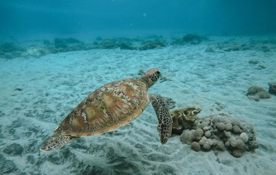 Nusa Penida: Snorkeling 3 Spots with GoPro & West Land Tour - What the snorkeling morning is really like