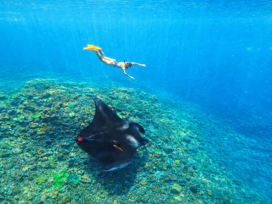 Nusa Penida: Snorkeling 3 Spots with GoPro & West Land Tour - Manta rays, turtles, and the limits of wild nature