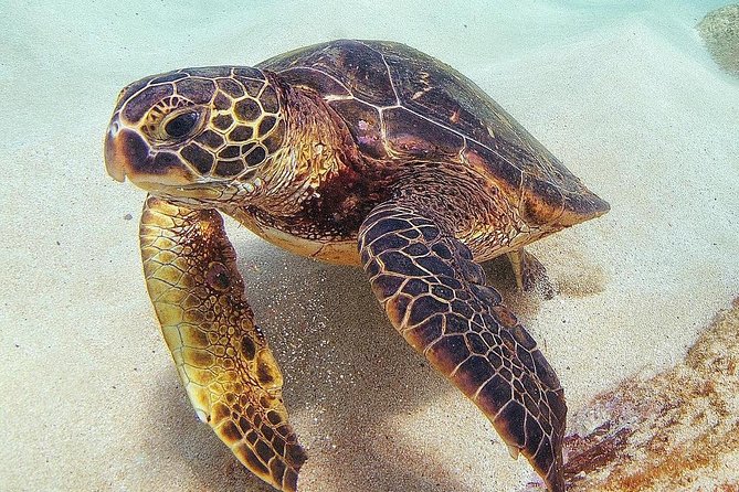 Oahu Circle Island Tour with Turtle Snorkeling— Small-Groups - Macadamia tasting and Kualoa Point
