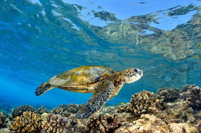 Oahu Circle Island Tour with Turtle Snorkeling— Small-Groups - North Shore lunch brings local flavor, at your own cost