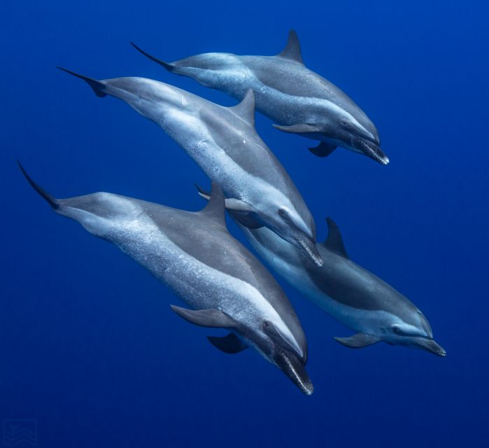 Oahu: Dolphin Swim and Turtle Snorkel Excursion in Waianae - Key things to know before booking