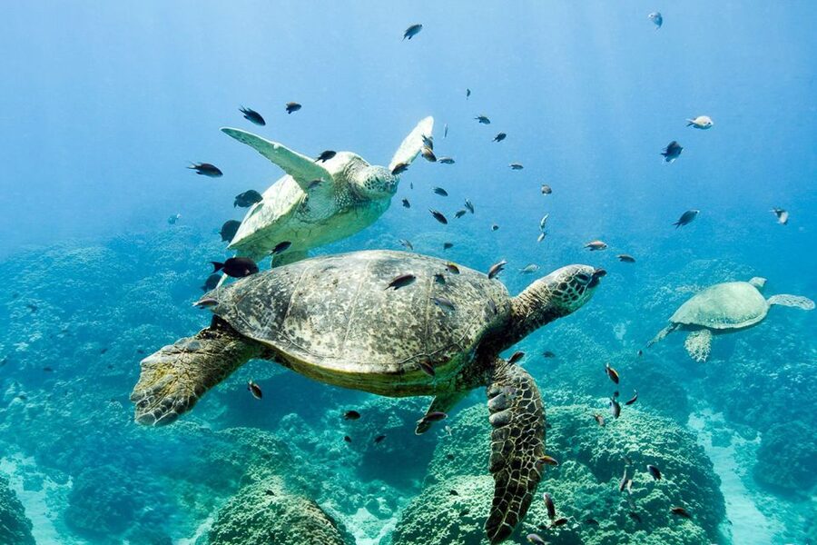 Oahu: Dolphin Swim and Turtle Snorkel Excursion in Waianae - Should you book the Waianae dolphin excursion?