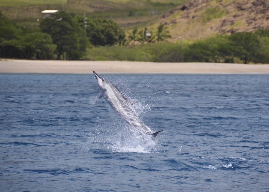 Oahu: Dolphin Swim and Turtle Snorkel Excursion in Waianae - Why the Waianae coast is worth the long ride