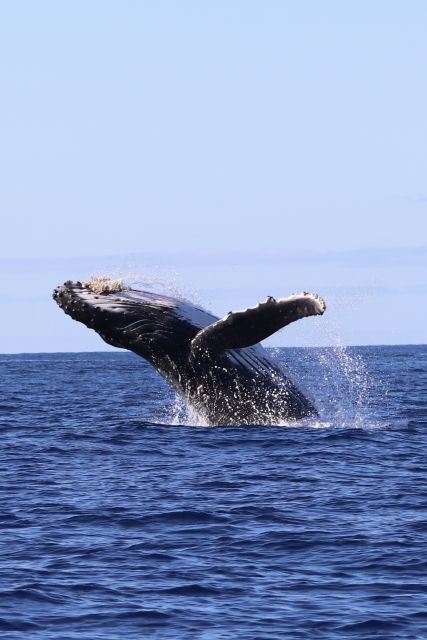 Oahu: Dolphin Swim and Turtle Snorkel Excursion in Waianae - Searching for dolphins in the wild