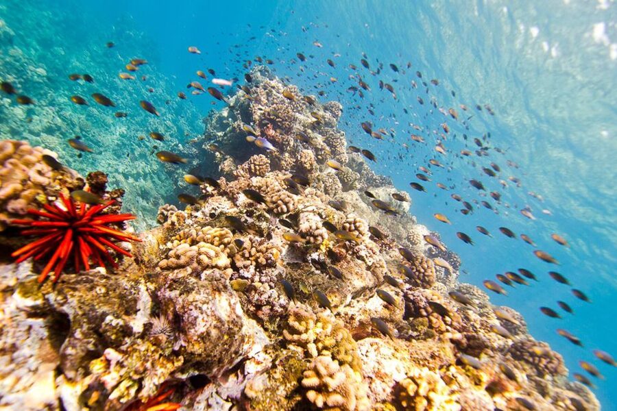 Oahu: Dolphin Swim and Turtle Snorkel Excursion in Waianae - Winter whale watching adds real value