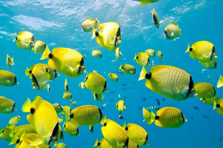 Oahu: Dolphin Swim and Turtle Snorkel Excursion in Waianae - Practical ways to make the day better