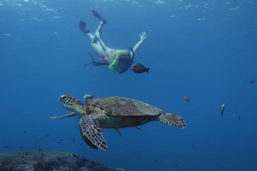 Oahu: Dolphin Watching & Turtle Snorkeling with Waterslide - What makes this Oahu cruise worth considering