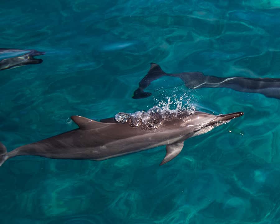 Oahu: Dolphin Watching & Turtle Snorkeling with Waterslide - Snorkeling for honu, fish, and other sea life