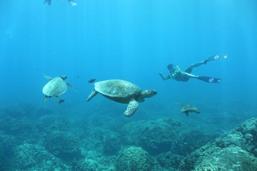 Oahu: Dolphin Watching & Turtle Snorkeling with Waterslide - Lunch, hula, and a break from the water