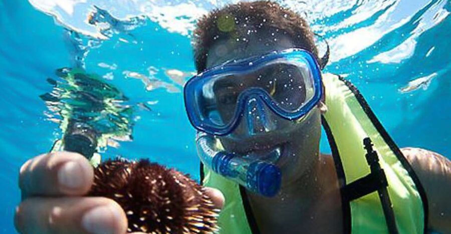 Oahu: Hilton Hawaiian Village Snorkel Tour - Swimming with turtles and reef fish