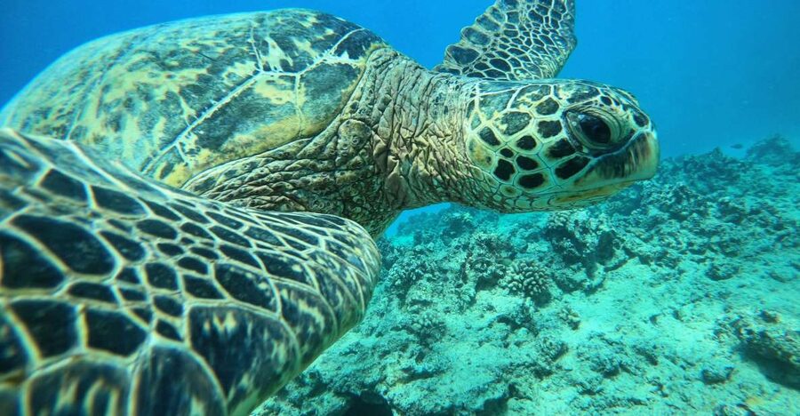 Oahu: Honolulu Turtle Canyon Snorkeling Tour - Meeting at Ala Moana and getting ready